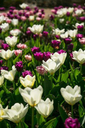 Ogród botaniczny Myriad